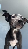 adoptable Dog in houston, TX named A622269
