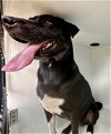 adoptable Dog in houston, TX named A622285