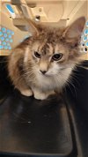 adoptable Cat in houston, TX named BERLIOZ