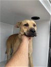 adoptable Dog in houston, TX named A622296