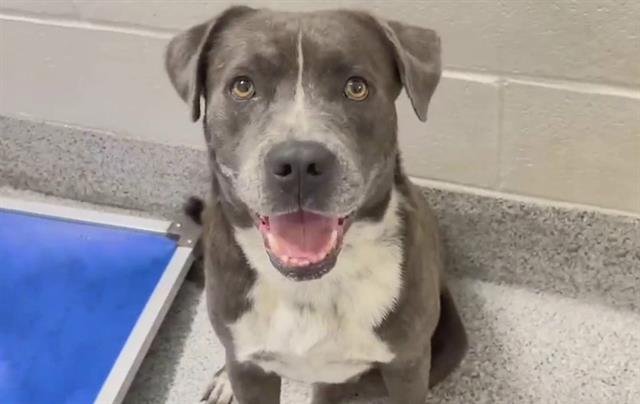 adoptable Dog in Houston, TX named BIG D