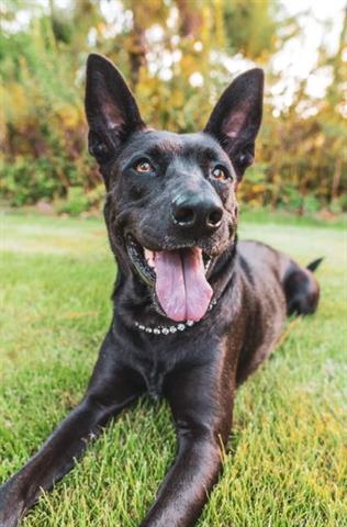 adoptable Dog in Houston, TX named BRIT