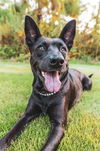 adoptable Dog in  named BRIT