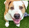 adoptable Dog in  named OZZY