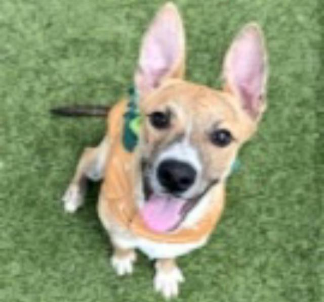 adoptable Dog in Houston, TX named BRET