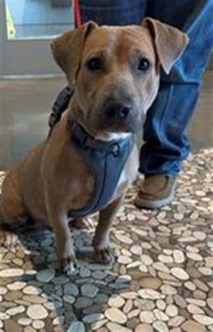 adoptable Dog in Houston, TX named ZICO