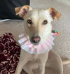 adoptable Dog in houston, TX named BUTTER