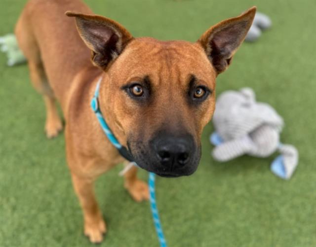 adoptable Dog in Houston, TX named GORDITO