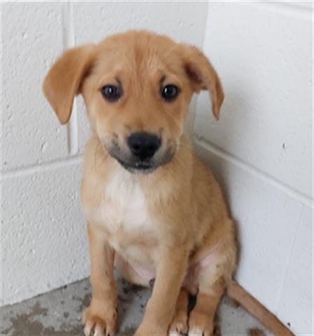 adoptable Dog in Houston, TX named HORUS