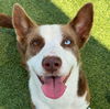 adoptable Dog in  named BLUEY