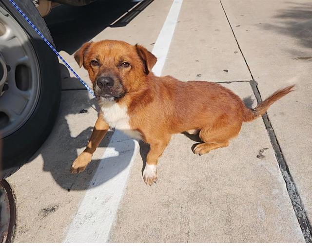 adoptable Dog in Houston, TX named CHESTNUT