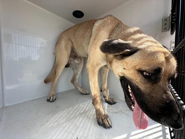 adoptable Dog in Houston, TX named WESLEY