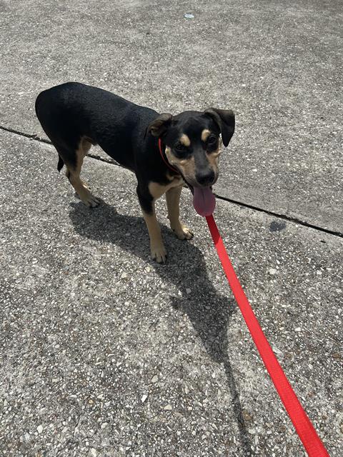 adoptable Dog in Houston, TX named SCOOTER