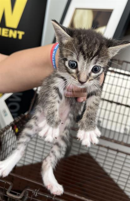 adoptable Cat in Houston, TX named A625642