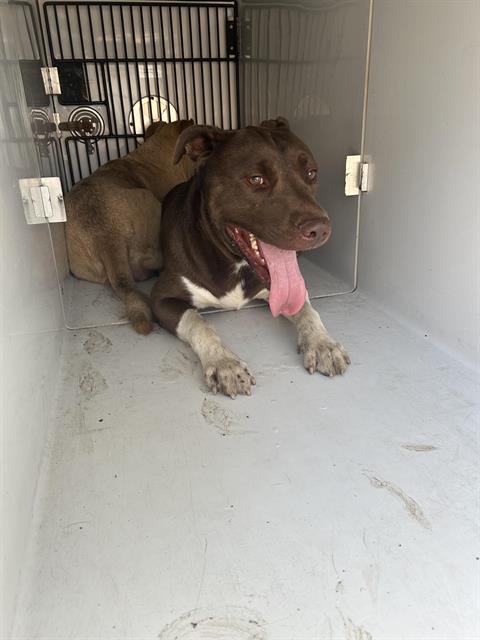 adoptable Dog in Houston, TX named CHOCO