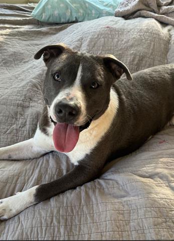adoptable Dog in Houston, TX named PRINCE