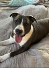 adoptable Dog in  named PRINCE