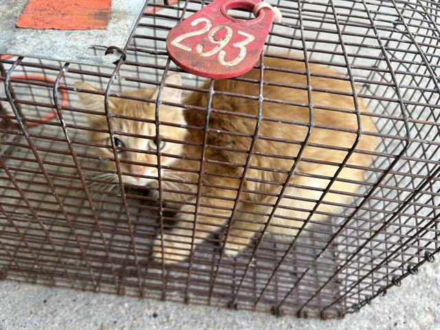 adoptable Cat in Houston, TX named CHAI