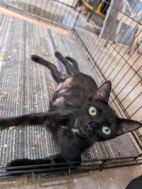 adoptable Cat in Houston, TX named LULU