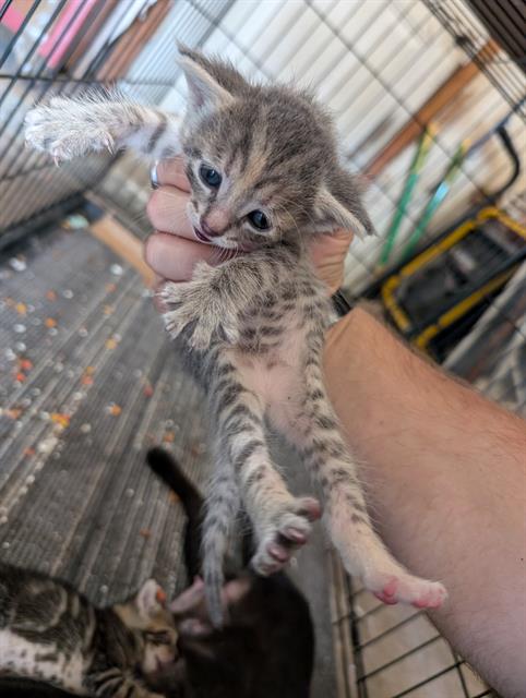 adoptable Cat in Houston, TX named A625713