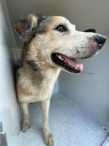 adoptable Dog in Houston, TX named MURPHY