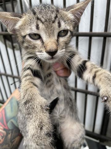 adoptable Cat in Houston, TX named A625890