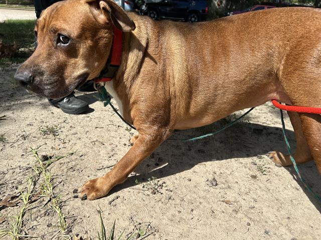 adoptable Dog in Houston, TX named RED