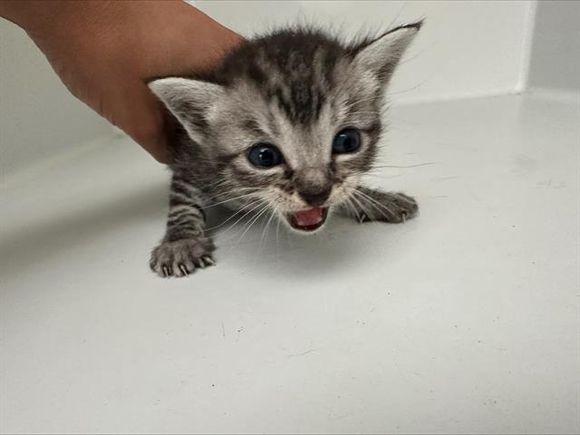 adoptable Cat in Houston, TX named POCAHONTAS