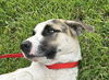 adoptable Dog in Houston, TX named CASPIAN