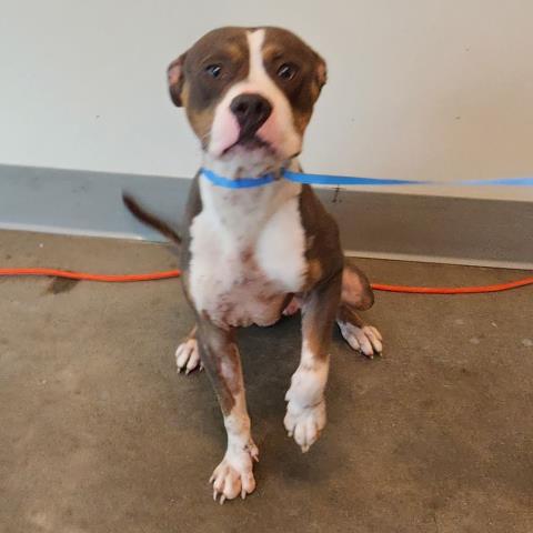 adoptable Dog in Houston, TX named MR WIGGLY