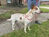 adoptable Dog in  named CAROLINA