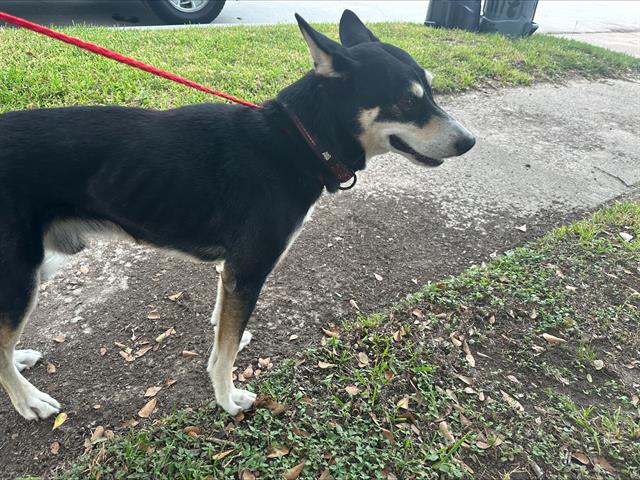 adoptable Dog in Houston, TX named COWBOY