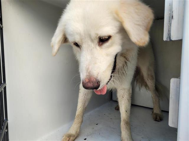 adoptable Dog in Houston, TX named GHOST