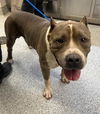 adoptable Dog in Houston, TX named ICE