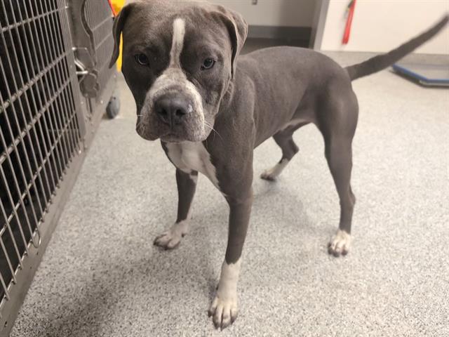 adoptable Dog in Houston, TX named LUANNE