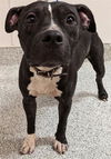 adoptable Dog in Houston, TX named A626136