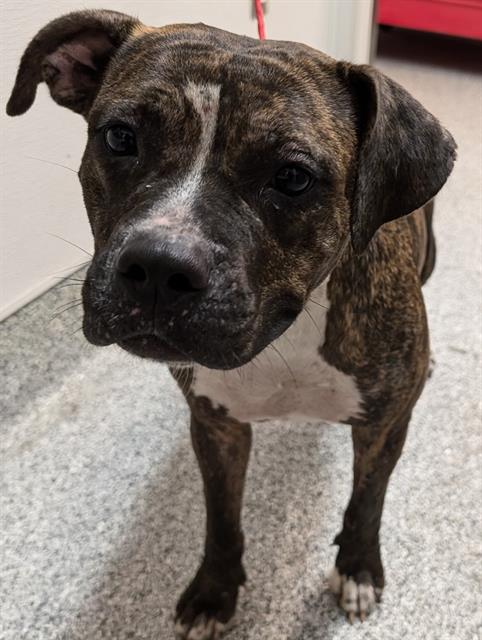 adoptable Dog in Houston, TX named SUZIE