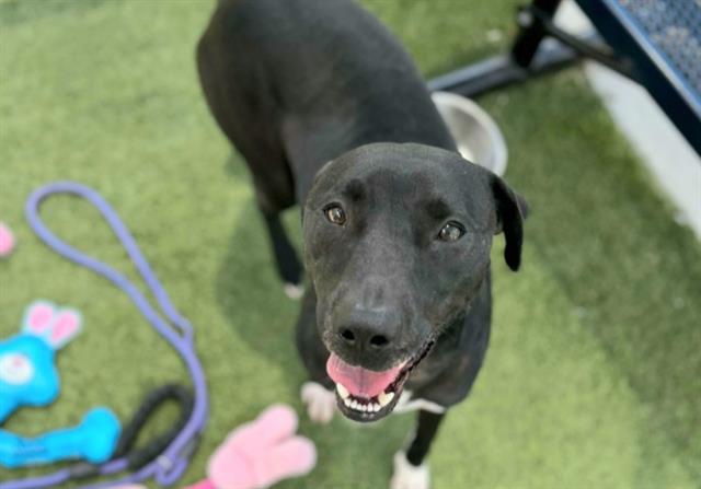 adoptable Dog in Houston, TX named BAILEY