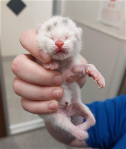 adoptable Cat in Houston, TX named A626248