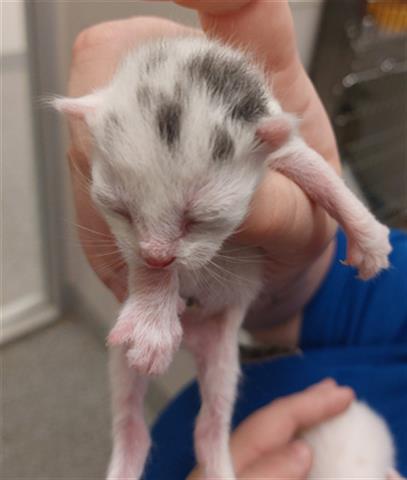 adoptable Cat in Houston, TX named A626249