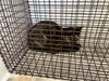 adoptable Cat in Houston, TX named A626206