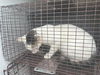 adoptable Cat in Houston, TX named A626261