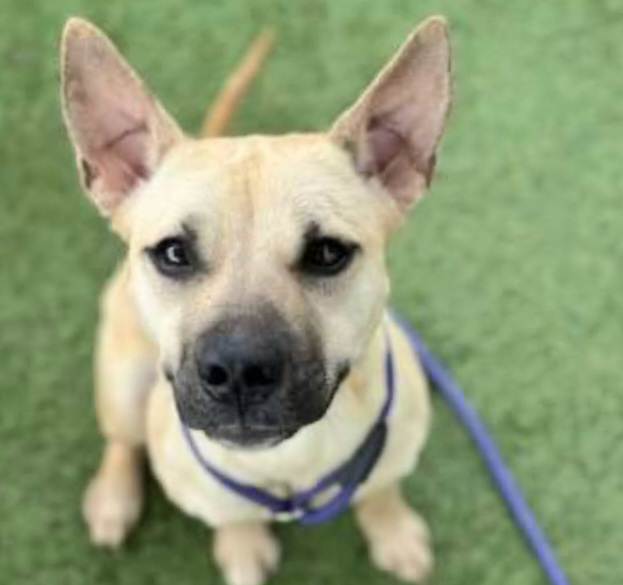 adoptable Dog in Houston, TX named MAGIC