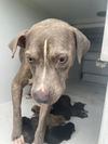 adoptable Dog in Houston, TX named A626342