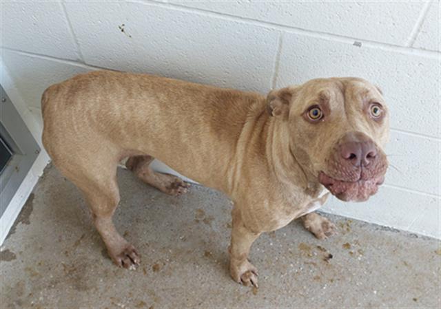 adoptable Dog in Houston, TX named BETTY