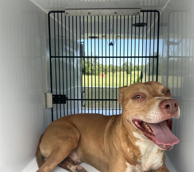 adoptable Dog in Houston, TX named A626520