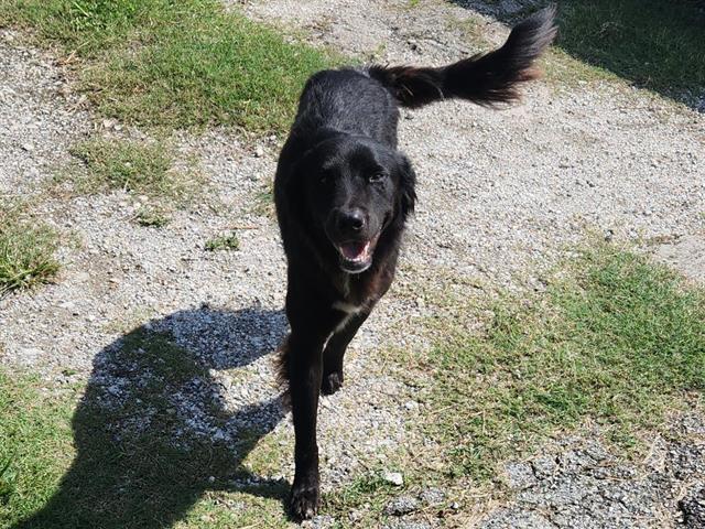 adoptable Dog in Houston, TX named NINJA