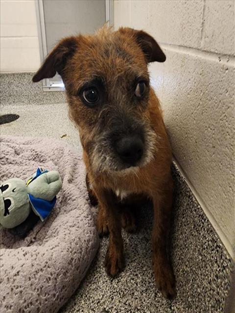 adoptable Dog in Houston, TX named MOCHA