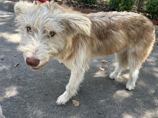 adoptable Dog in Houston, TX named A626774