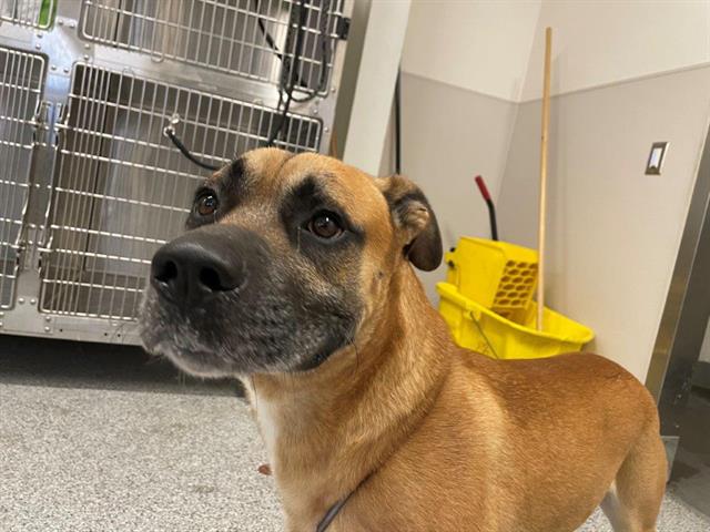 adoptable Dog in Houston, TX named A626776